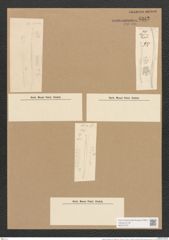 Nitzschia lorenziana var. subtilis Grun. (de-Toni-Nr.: Genus 47, Species 2150) Zeichnungen Sammlung Grunow Nr. 4342 (NHMW-BOT-W0372379)